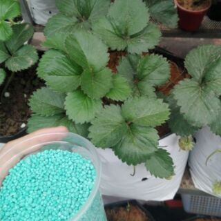 100 gr PHÂN BÓN NPK CHO DÂU TÂY