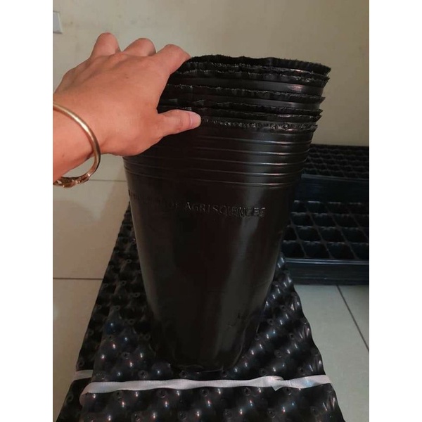 Chậu sầu riêng  , .