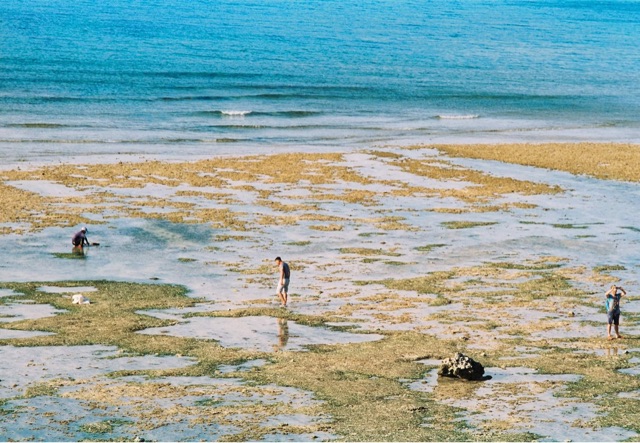 Phim Kodak Ektar 100