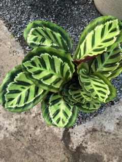 Đuôi công sọc tím (Lá siêu to)
