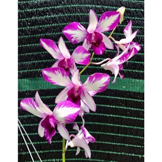 Hoa lan pink xưa gửi nguyên chậu phi 12