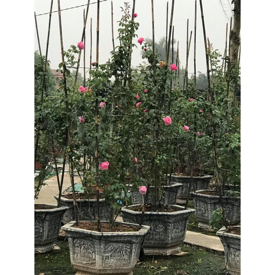 Hoa hồng ngoại Soeur Emmanuelle Rose