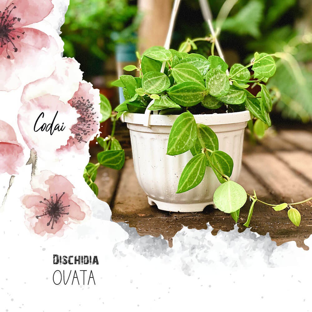 Cây Dischidia ovata Watermelon (Lá Dưa Hấu Tròn) chậu treo bí ngô