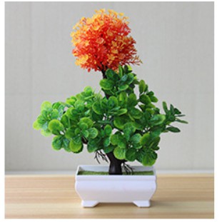 Chậu hoa bonsai để bàn