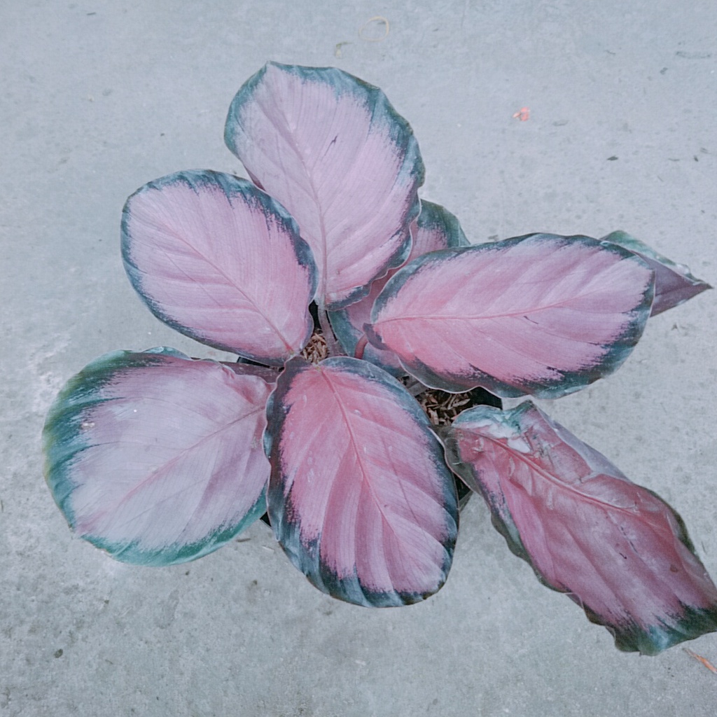 Cây Đuôi Công Hồng - cây cảnh để bàn