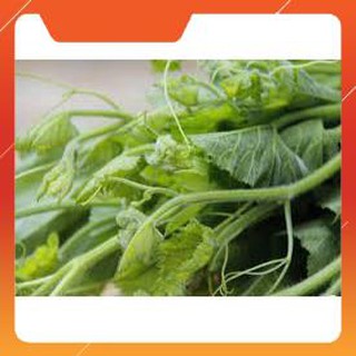 HẠT GIỐNG BÍ SIÊU NGỌN THÂN MẬP GÓI 20 GRAM