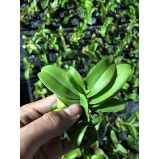 giả hạc lai mã số 4