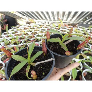 HẠT GIỐNG NẮP ẤM - 10 Hạt/ gói
