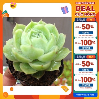 Bộ 10 cây Sen đá Ngọc Bích Mangline Garden size mini 4-6cm chuẩn xuất xứ Đà Lạt cây khỏe đẹp dễ trồng thuần mọi khí hậu
