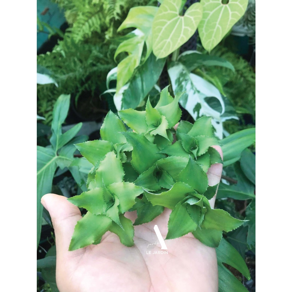 Dứa mini, dứa phụng hồng, dứa màu, dứa nam mỹ set terrarium bán cạn