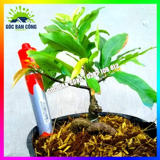 Cây Mai Đại Lộc Gốc Quái Mini