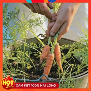 HẠT GIỐNG CỦ CÀ RỐT MINI