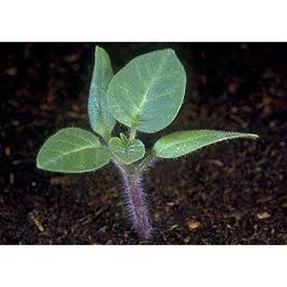 50 HẠT GIỐNG CÀ TÍM QUẢ LÊ