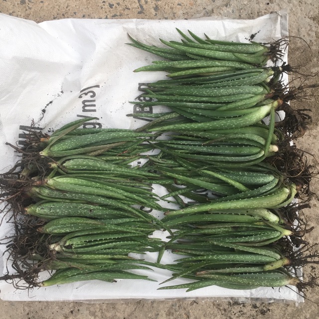 11cây nha đam giống M ỹ