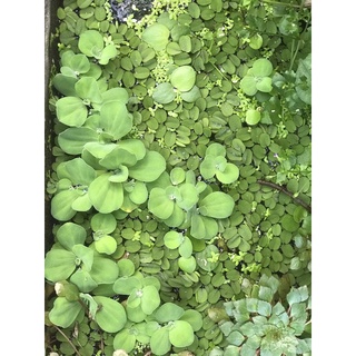Bèo cái mini thuỷ sinh