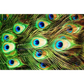 Combo 12 Lông công tự nhiên | BigBuy360 - bigbuy360.vn