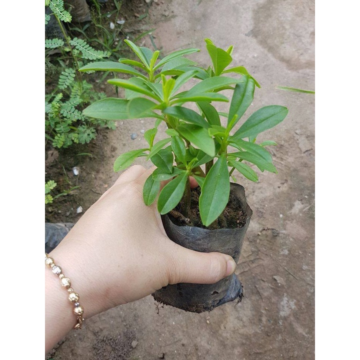 cây sâm đất dễ trồng nhi ều t ác dụ ng chữ a bệ nh