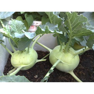 HẠT GIỐNG SU HÀO