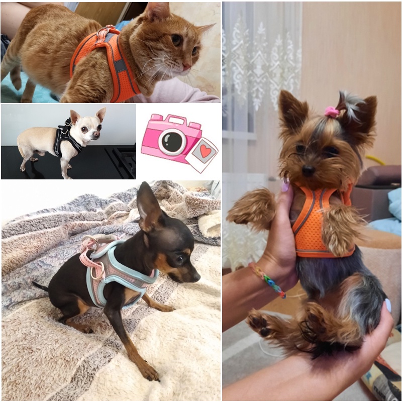 Dây Dắt Thú Cưng Đi Dạo Bằng Nilon Phản Quang Tùy Chỉnh Thoáng Khí 27Pets