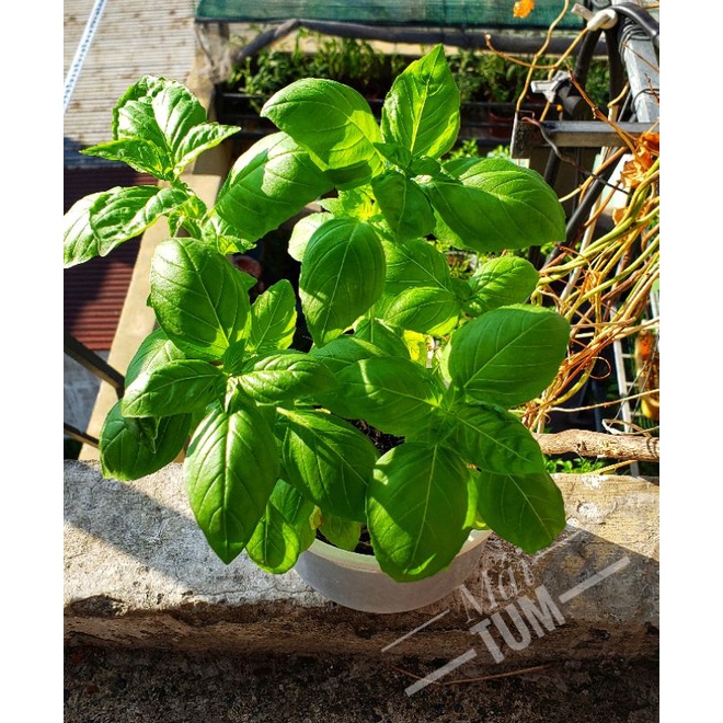 Genovese Basil  - Cây giống Húng Quế Tây (Genovese).