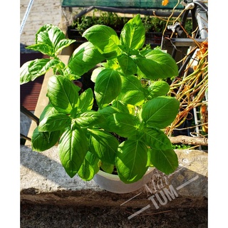 Genovese Basil - Cây giống Húng Quế Tây .