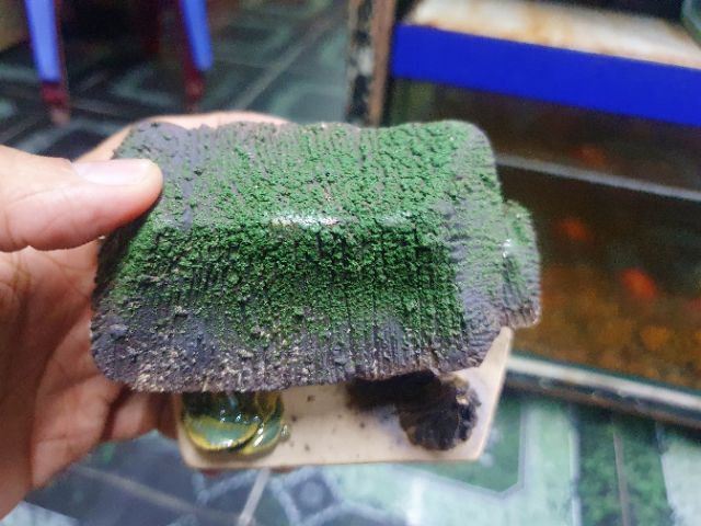 CẢNH NHÀ TRANG TRÍ HỒ CÁ NON BỘ 10X7X7CM