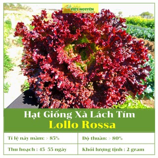Hạt Giống Xà Lách Tím Lollo Rossa Dễ Trồng Và Chăm Sóc, Phù Hợp Với Khí Hậu VN, Năng Suất Cao [2 gram]