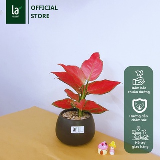 Vạn Lộc Hồng