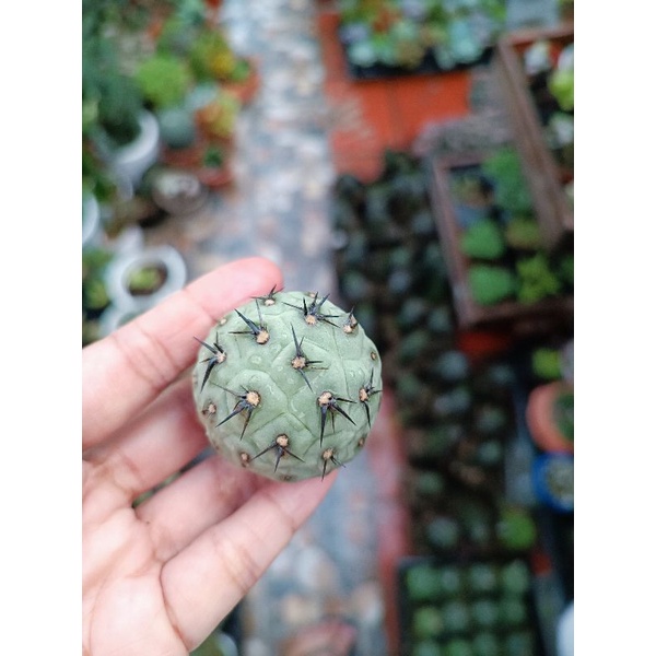 Xương rồng tephro - trứng rồng