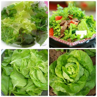 Hạt Giống Rau Xà Lách Cuốn Xanh Ngon (10 Gr) - [MUA 3 TẶNG 1 CÙNG LOẠI] - Dễ Trồngjj