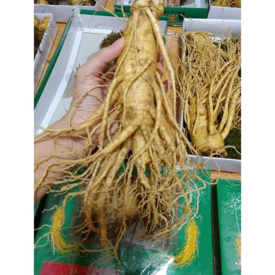 SÂM TƯƠI HÀN QUỐC 100% NHẬP KHẨU, KHÔNG CHẤT BẢO QUẢN. LOẠI 5 CỦ /1KG | BigBuy360 - bigbuy360.vn