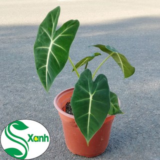 Môn nhung Alocasia Frydek