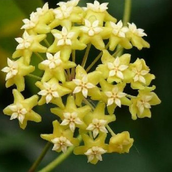 Chậu cây Cẩm cù Hoya Nicholsoniae hoa thơm