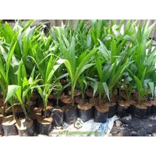 cây giống DỪA XIÊN LÙN ĐỎ siêu quả - cây giống chuẩn F