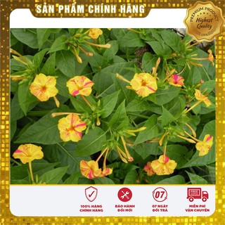 Hạt giống hoa Bông Phấn Nhiều màu (Mirabilis Jalapa)