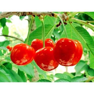 [GIÁ GỐC] Hạt giống Quả Cherry (Anh Đào) - 5 hạt