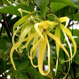 BẦU CÂY GIỐNG HOA DẺ THƠM