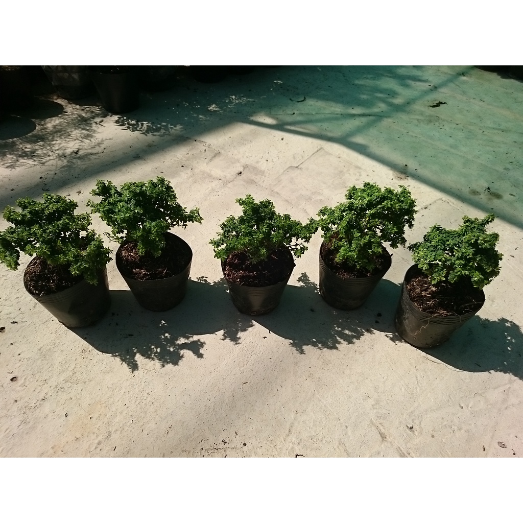Cây Linh Sam Bonsai - cây cảnh bonsai