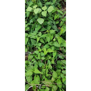 Cây Hà Thủ Ô Đỏ (Giao Đằng, Dạ Hợp)