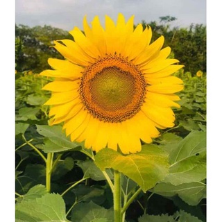 Phân bón Đạm U rê, Phân Lân, Phân Kali 500gram 395