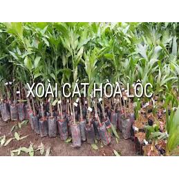 Cây xoài Cát Hòa Lộc cô hơn 100cm