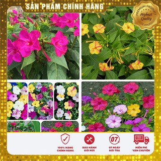 Hạt giống hoa Bông Phấn Nhiều màu (Mirabilis Jalapa)