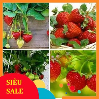 100 Hạt giống Dâu Tây Quả To, Chịu Nhiệt (tặng gói kích nẩy mầm và hướng dẫn) VIETPHAT