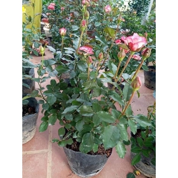 Cây hoa hồng sếu