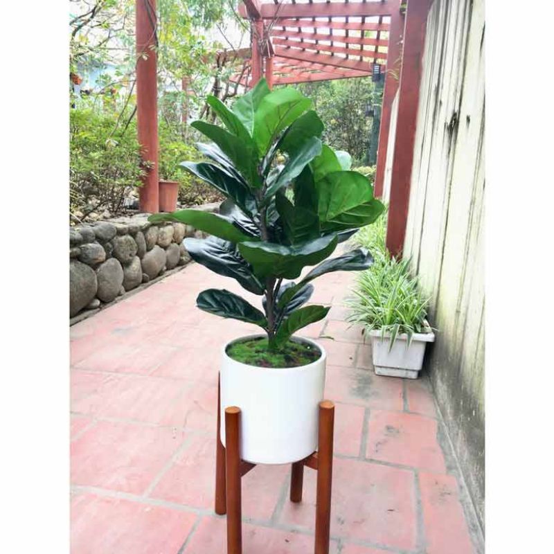 Chậu cứng Bàng Singapore cao từ 30-90cm