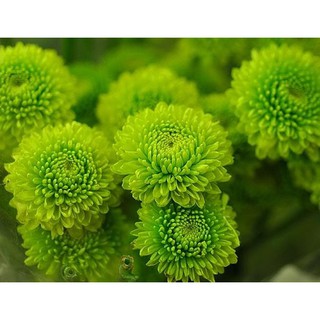 Hạt giống hoa cúc xanh - Gói 30 hạt