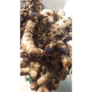 Củ nghệ đen tươi 1kg