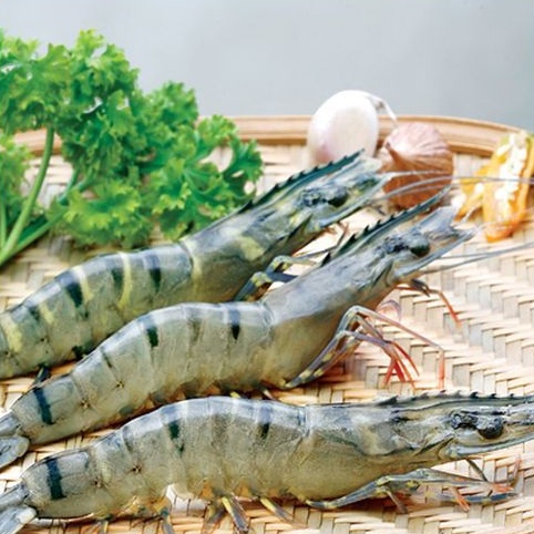 TÔM SÚ THIÊN NHIÊN CÀ MAU CẤP ĐÔNG