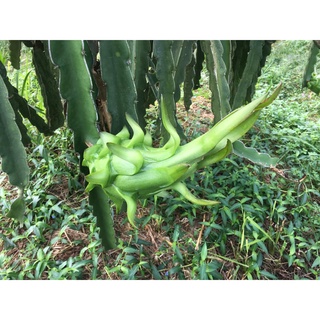 Mập búp thanh long F12