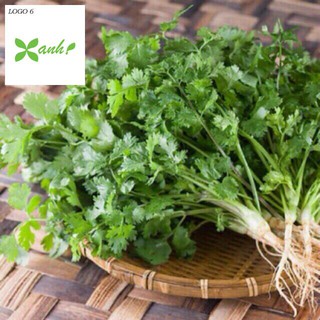 Hạt giống ngò rí (rau mùi) 20g